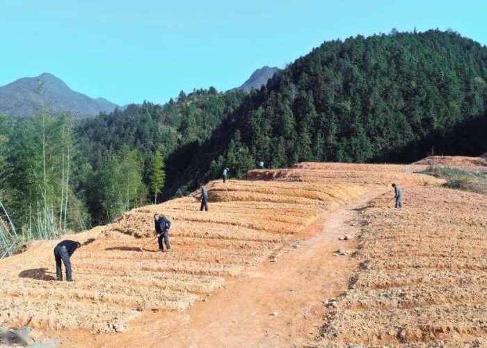 布吉冬心岭最新疫情（布吉东心岭旧改最新）