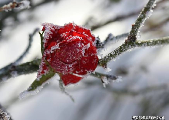 疫情感慨的文案（疫情感慨的句子说说心情）