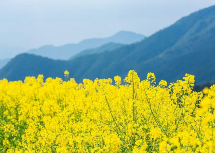 广州番禺洛溪疫情最新消息今天（广州番禺新型肺炎疫情公布）