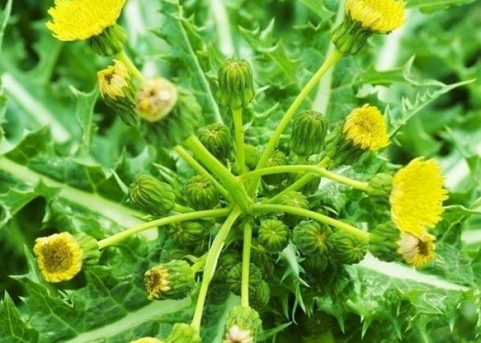 疫情感冒药（疫情感冒药推荐排行榜）