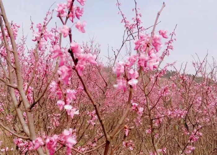 疫情结束的时间是几月几日（疫情大概结束的时间）