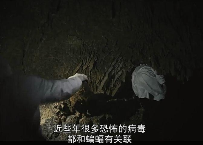 疫情来自于蝙蝠吗（疫情是来自蝙蝠吗）