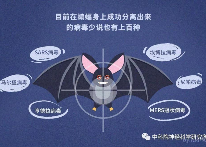 疫情来自于蝙蝠吗（疫情是来自蝙蝠吗）