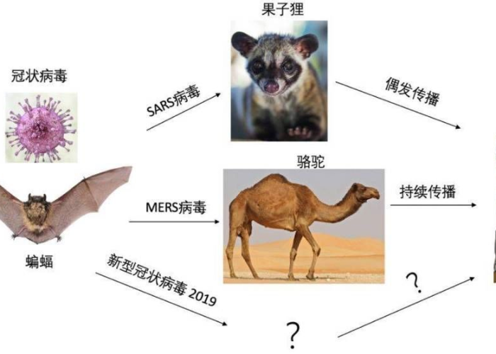 疫情的来源蝙蝠（疫情来自于蝙蝠吗）