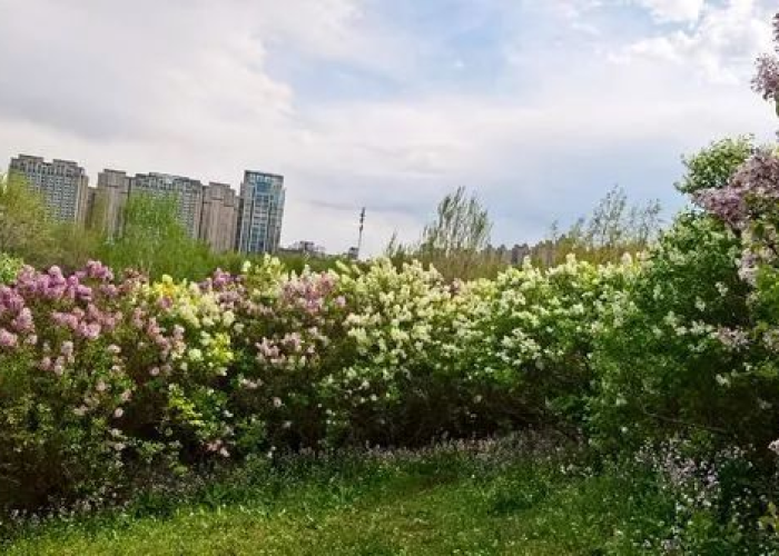丁香园疫情实报（丁香园园疫情）