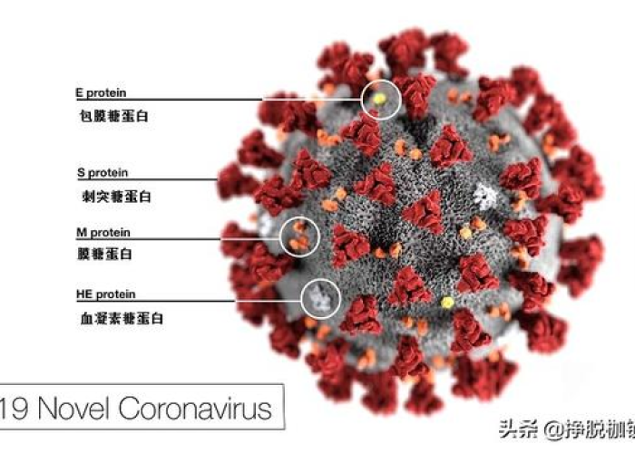 新型冠状病毒疫情的来历（新型冠状病毒疫情的来历和传播）