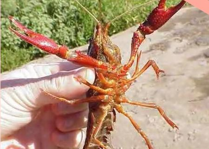 这个疫情全球死了多少人了（全球疫情死掉多少人）