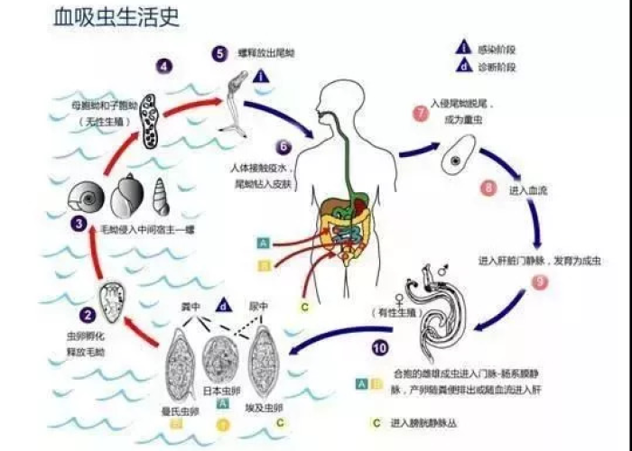 为什么疫情过后必有大灾（为啥说大疫之后有大灾）