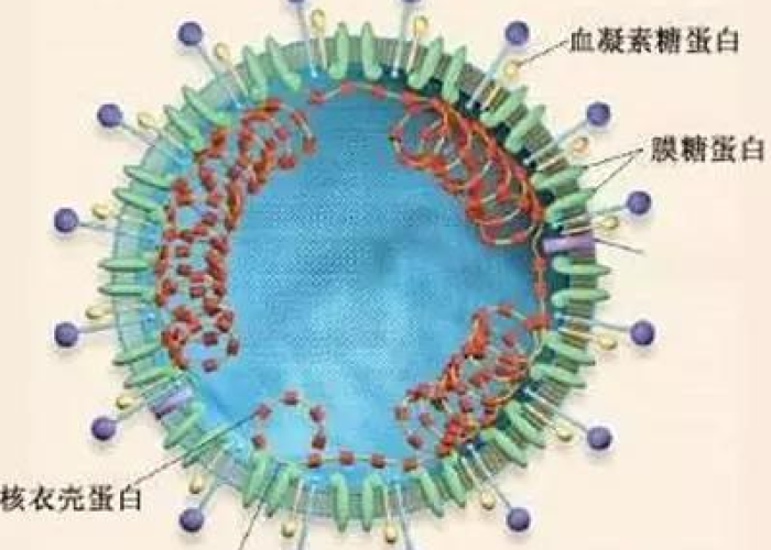 新型冠状病毒感染的肺炎疫情知识（新型冠状病毒疫情基本常识）