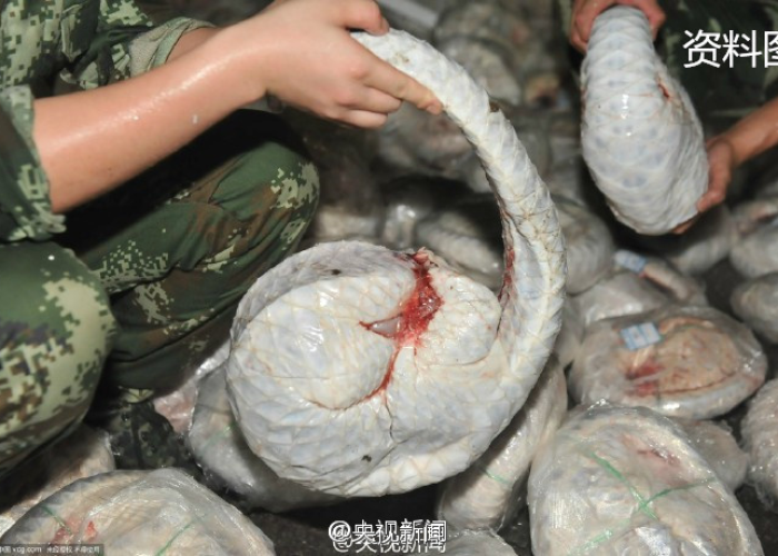 武汉疫情是因为（武汉疫情是因为吃野味吗）