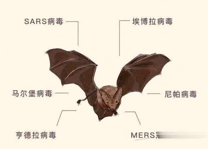 疫情开始是因为蝙蝠吗（疫情开始是因为蝙蝠吗英语）