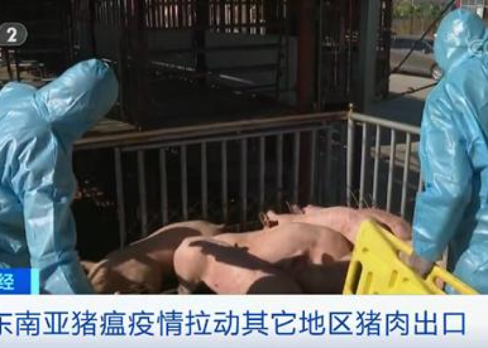 疫情最新数据?（东南亚猪瘟疫情最新数据）