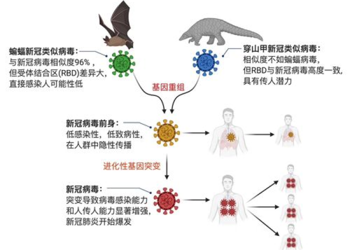 新冠疫情是从哪里传来的（新冠病毒疫情从哪来的）