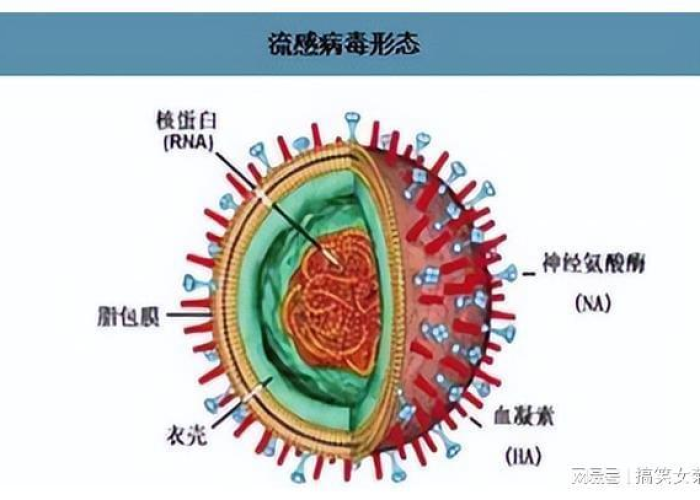 上海疫情毒株症状腹泻（上海病毒名称）
