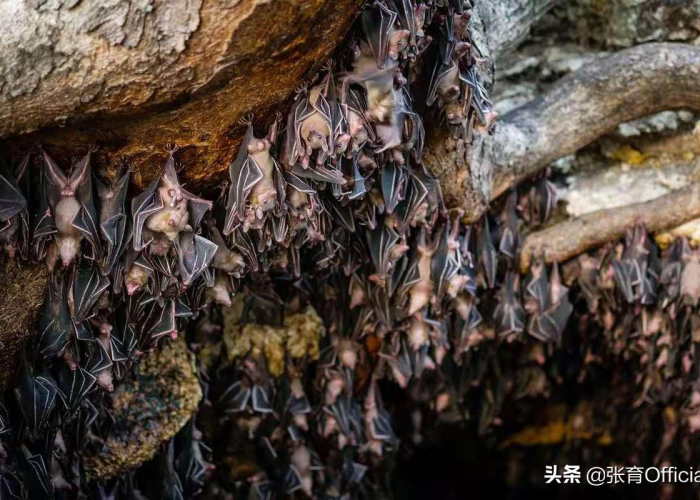 新冠病毒疫情最新进展（新冠病毒最新疫情报告）