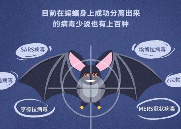疫情的源头是蝙蝠是谁传播的（疫情的源头是蝙蝠吗）