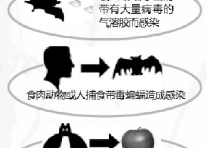 疫情的源头是蝙蝠是谁传播的（疫情的源头是蝙蝠吗）