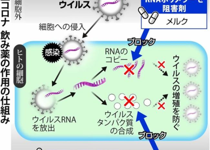 新冠疫情最后将如何收场（新冠疫情将如何终结）