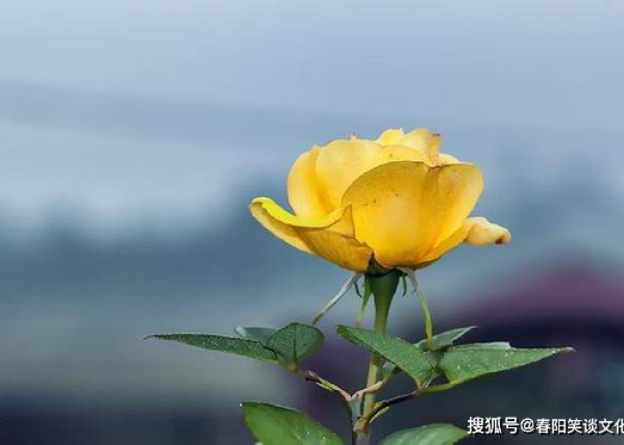疫情鼓励人的正能量句子（疫情鼓励人的正能量句子100字）