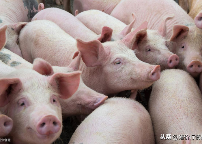 2019年疫情病毒爆发（2019年疫情病毒爆发时间）