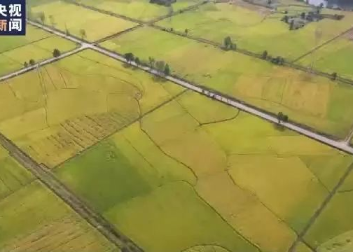 疫情的源起（疫情起源于什么）