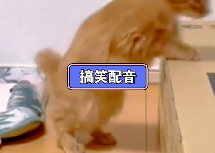 最新热门搞笑视频配音对口型疫情（疫情常用配音）