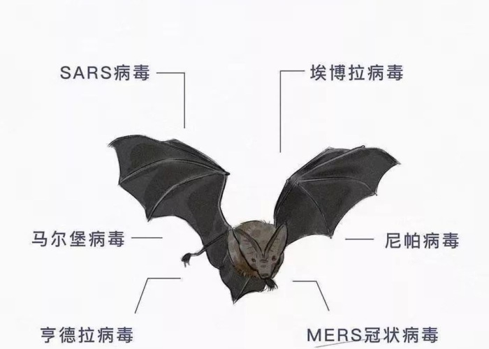 中国疫情原因是蝙蝠吗（疫情是蝙蝠还是美国）