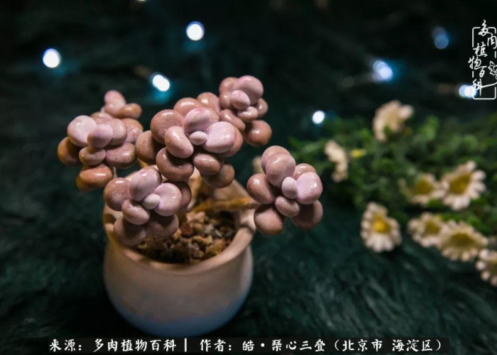 一场突如其来的疫情幼儿家长（幼儿园家长疫情期间的感悟心得）