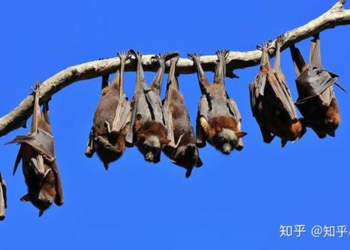 疫情真的是蝙蝠引起的吗（疫情真的是蝙蝠引起的吗为什么）