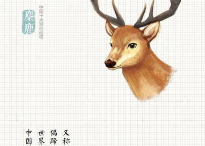 疫情id（疫情母与子且听风吟鹿子言四）