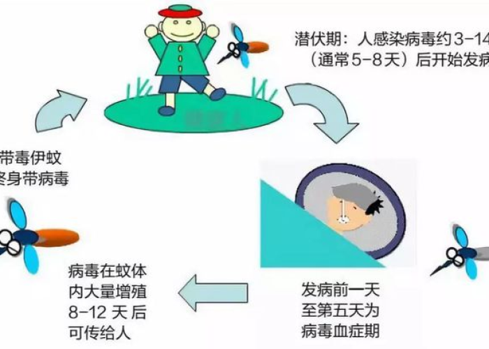登革热疫情（登革热疫情应急演练脚本）