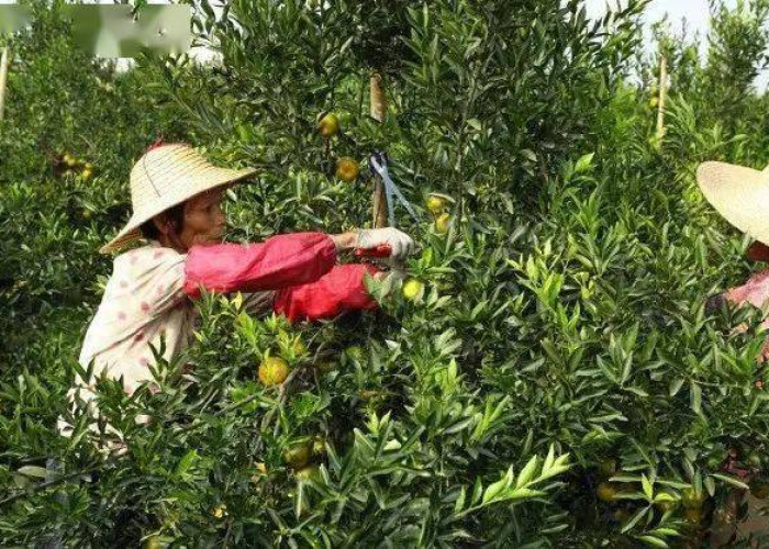 三年的疫情最终成为了普通感冒（新冠疫情变成普通感冒）